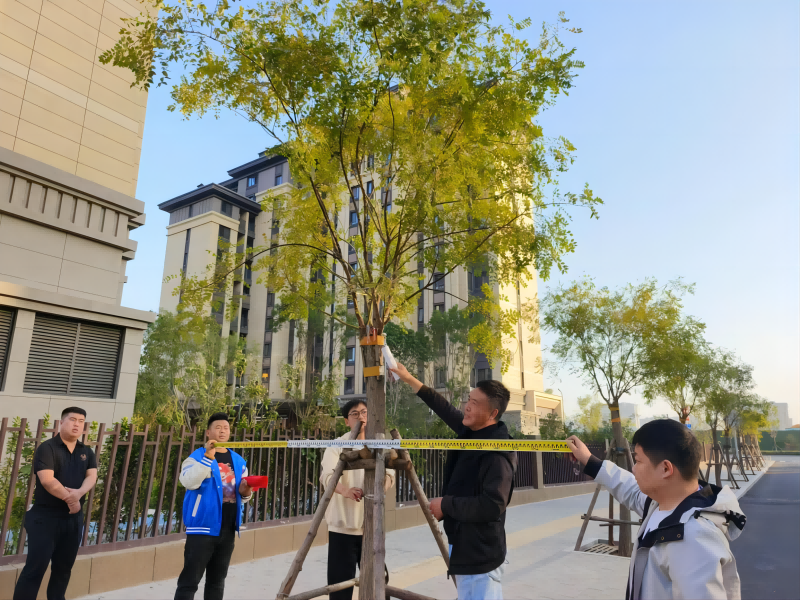 1699345721516136.png 百日五.png